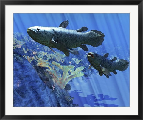 Framed Two Coelacanth fish swimming undersea Print
