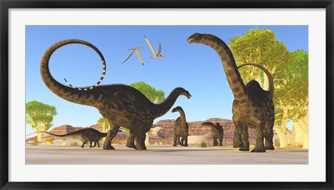 Framed Herd of Apatosaurus dinosaurs wander through a prehistoric forest Print