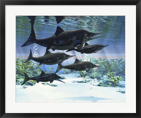 Framed group of Ichthyosaurs swimming in prehistoric waters Print