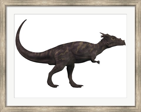 Framed Dracorex, a herbivorous dinosaur from the Cretaceous period Print