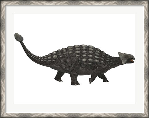 Framed Ankylosaurus, an armored dinosaur from the Cretaceous Period Print