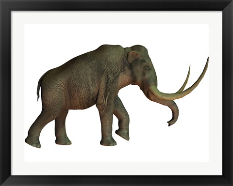 Framed Columbian mammoth, an extinct species of elephant Print