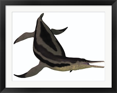 Framed Dolichorhynchops, an extinct genus of short-neck Plesiosaur Print