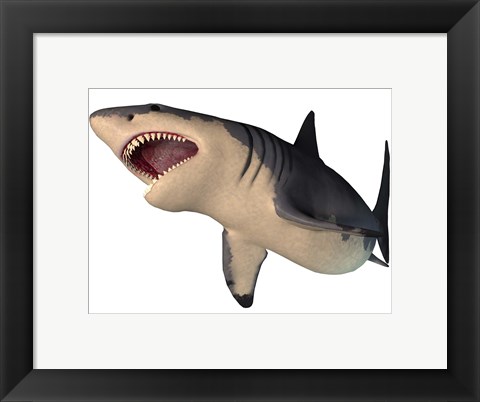 Framed Megalodon shark, an enormous predator from the Cenozoic Era Print