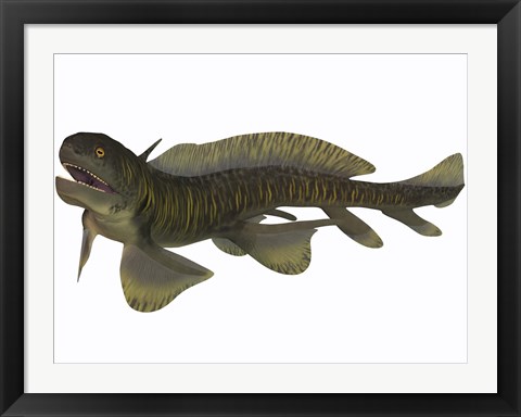 Framed Xenacanthus, a Devonian freshwater shark Print