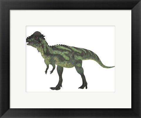Framed Pachycephalosaurus, a biped dinosaur from the Cretaceous Period Print