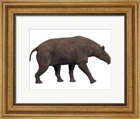 Framed Paraceratherium, an extinct rhinoceros-like mammal Print