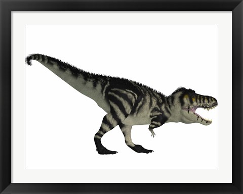 Framed Tyranosaurus Rex, a large carnivore of the Cretaceous Period Print