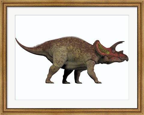 Framed Triceratops, a herbivorous dinosaur from the Cretaceous Period Print
