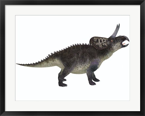 Framed Zuniceratops, a ceratopsian herbivore from the Cretaceous Period Print
