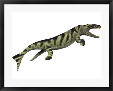 Framed Dakosaurus, white background Print