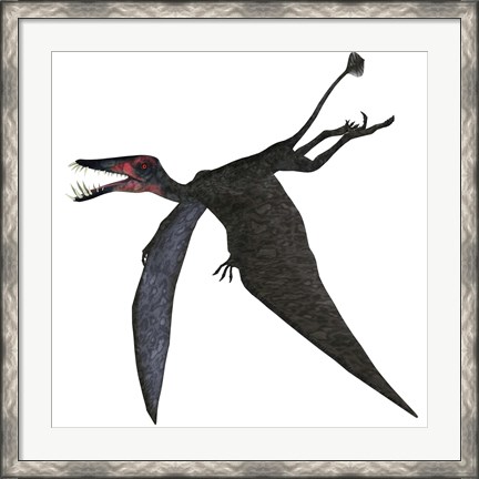 Framed Dorygnathus, a genus of pterosaur from the Jurassic Period Print