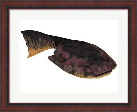 Framed Drepanaspis is an extinct species of primitive jawless fish Print