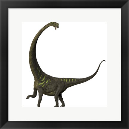 Framed Mamenchisaurus, a plant-eating sauropod dinosaur Print