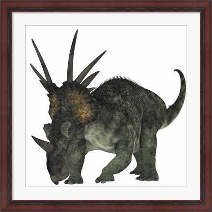 Framed Styracosaurus, a herbivorous ceratopsian dinosaur Print