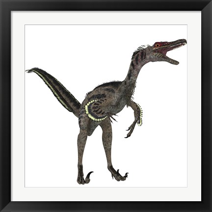 Framed Velociraptor, a theropod dinosaur from the late Cretaceous Period Print