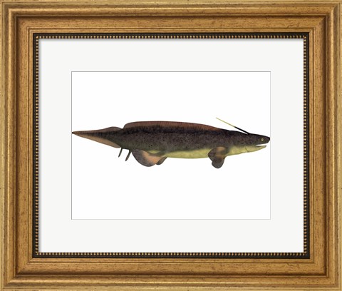 Framed Xenacanthus, a prehistoric shark from the Devonian and Triassic Period Print