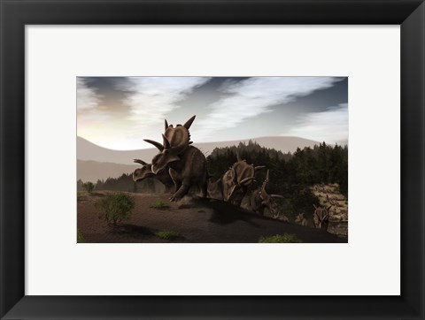 Framed Herd of Xenoceratops foremostensis from the Cretaceous Period Print