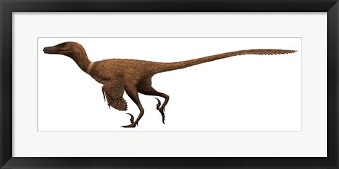 Framed Velociraptor mongoliensis was a mid-sized dinosaur from the Cretaceous Period Print