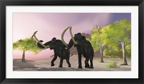 Framed Two Woolly Mammoths searching for better vegetation to eat Print