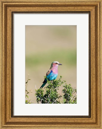 Framed Lilac-breasted Roller sitting on a bush in the Maasai Mara, Kenya Print