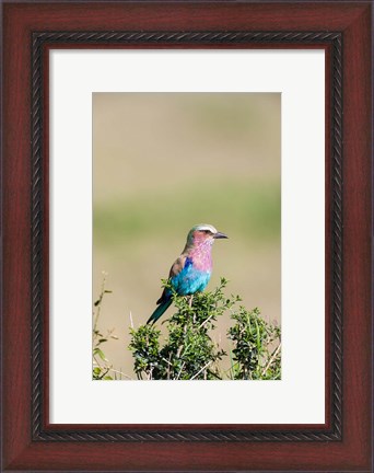 Framed Lilac-breasted Roller sitting on a bush in the Maasai Mara, Kenya Print