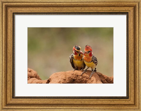 Framed Kenya, Samburu, Red-Yellow Barbet bird Print