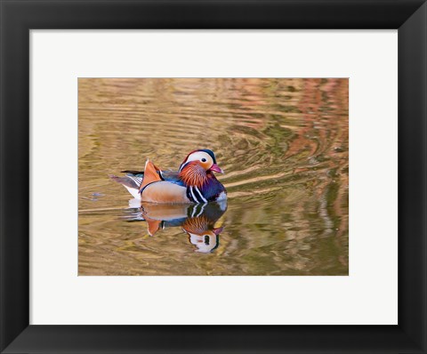 Framed Mandarin Duck, Beijing, China Print