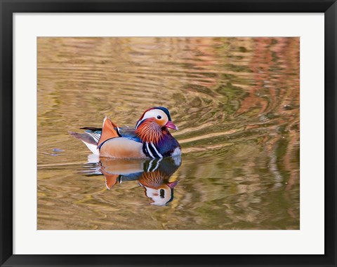 Framed Mandarin Duck, Beijing, China Print