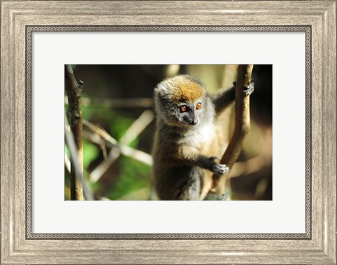 Framed Madagascar, Andasibe, Ile Aux Lemuriens, baby Golden Bamboo Lemur. Print