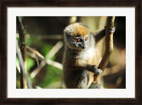 Framed Madagascar, Andasibe, Ile Aux Lemuriens, baby Golden Bamboo Lemur. Print