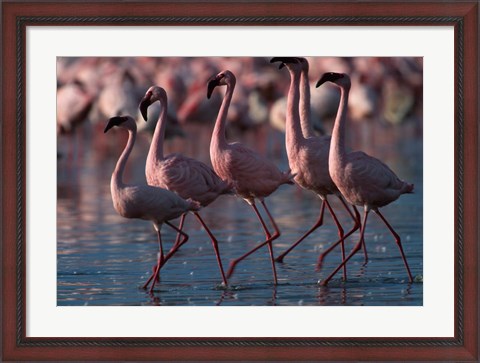 Framed Lesser Flamingoes, Lake Nakuru National Park, Kenya Print