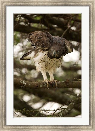 Framed Martial Eagle, Gol Kopjes, Serengeti National Park, Tanzania Print