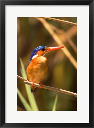 Framed Malawi, Liwonde NP, Malachite kingfisher bird on branch Print