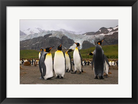 Framed King penguins, Gold Harbor, South Georgia Print