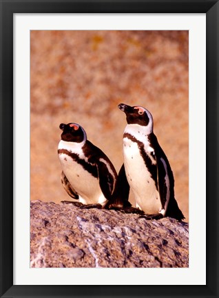Framed Jackass Penguins, Simons Town, South Africa Print