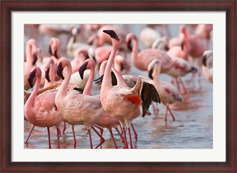 Framed Kenya, Lake Nakuru, Flamingo tropical birds Print