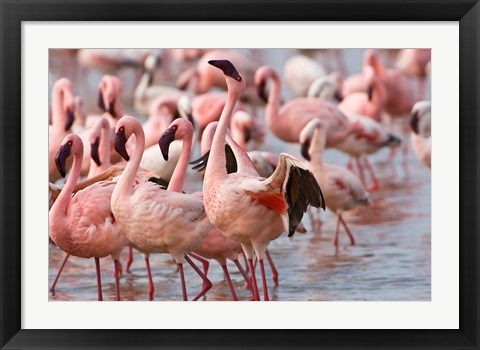 Framed Kenya, Lake Nakuru, Flamingo tropical birds Print