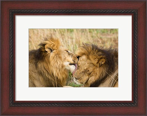 Framed Kenya, Masai Mara, Male lions Print