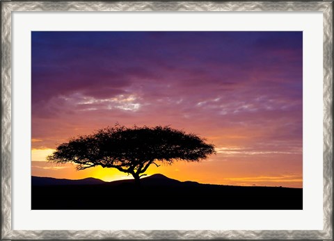 Framed Kenya, Masai Mara. Sunrise silhouette, acacia tree Print