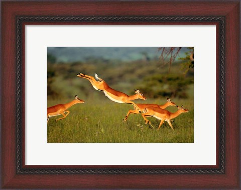 Framed Impala, Aepyceros melampus, Mara River, Kenya Print