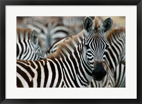 Framed Kenya: Masai Mara Game Reserve, Burchell&#39;s zebra Print