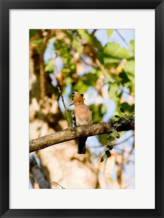 Framed Indian Ocean, Madagascar. Hoopoe bird on tree limb. Print
