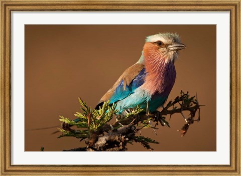 Framed Kenya, Masai Mara GR, Lilac-breasted Roller Print
