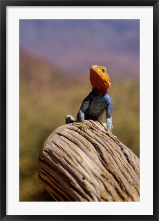 Framed Kenya: Namunyak Conservation Area, Agama Lizard on rock Print