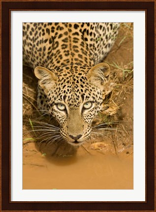 Framed Leopard at waterhole in Masai Mara GR, Kenya Print
