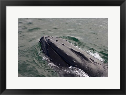 Framed Close up of Humpback whale, western Antarctic Peninsula Print