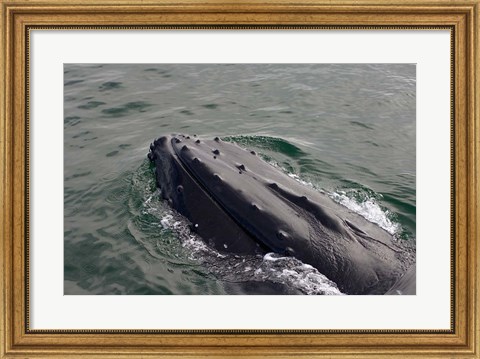 Framed Close up of Humpback whale, western Antarctic Peninsula Print