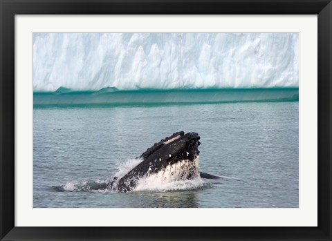 Framed Humpback whale, Antarctic Print