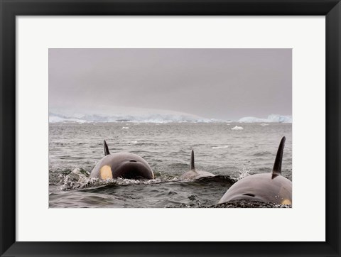 Framed Killer whales pod, western Antarctic Peninsula Print